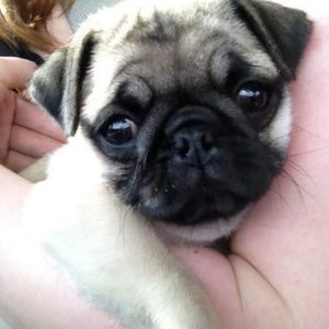 Meet your Posher, Julie